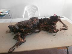 2016 06 04 ET 05 N.D. SANTA CRUZ A DALIAS (ALMERIA)   (231)